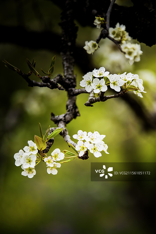 梨花图片素材