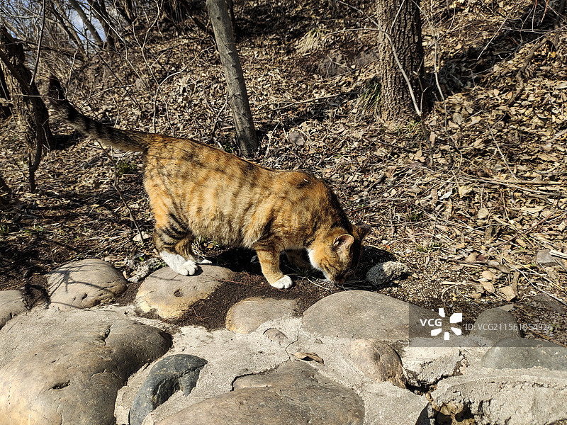 流浪猫图片素材