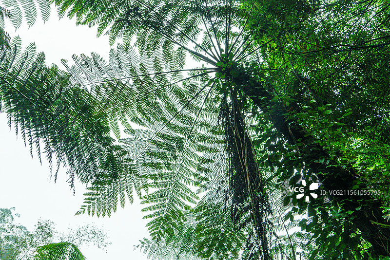 乐山桫椤谷图片素材