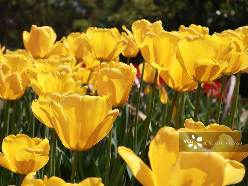 金黄色郁金香图片素材