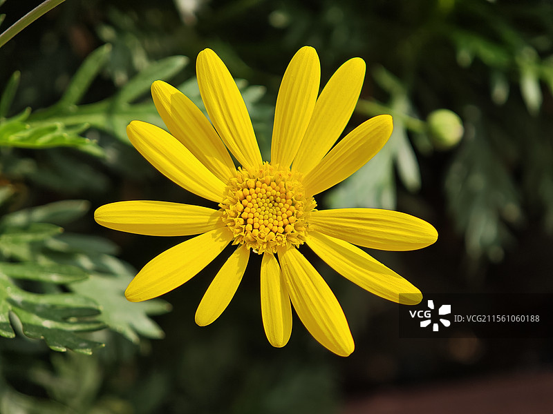 春天盛开的金黄肿柄菊菊花图片素材