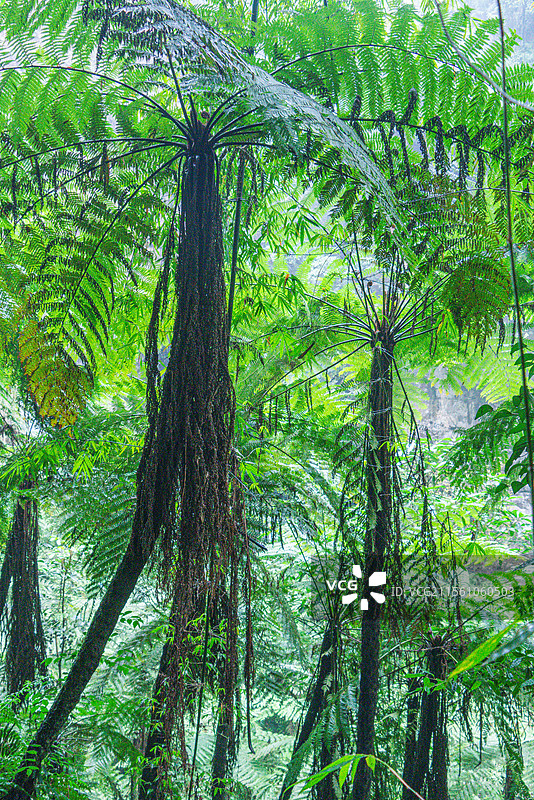乐山桫椤谷图片素材