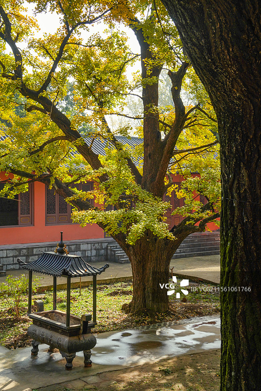 安徽萧县镇头寺金黄的银杏图片素材