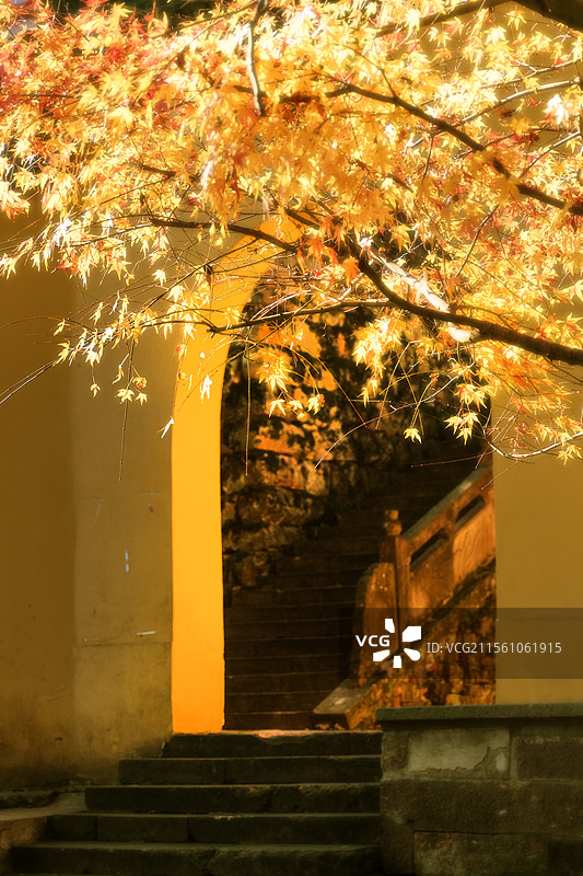 秋天寺庙中黄色枫叶的景色图片素材