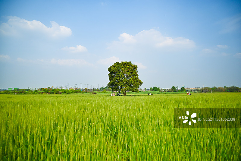 麦田里的春天图片素材