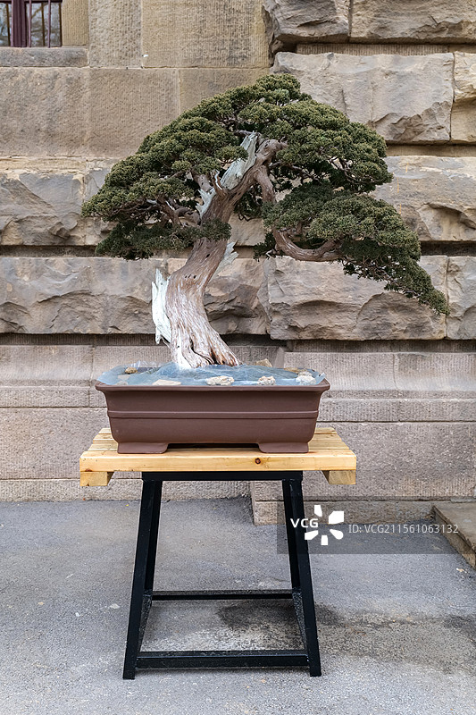 山东济南胶济铁路博物馆迎客松盆景	都市风光，都市风景，著名景点，地面，建筑外部，建筑结构，景观设计，图片素材