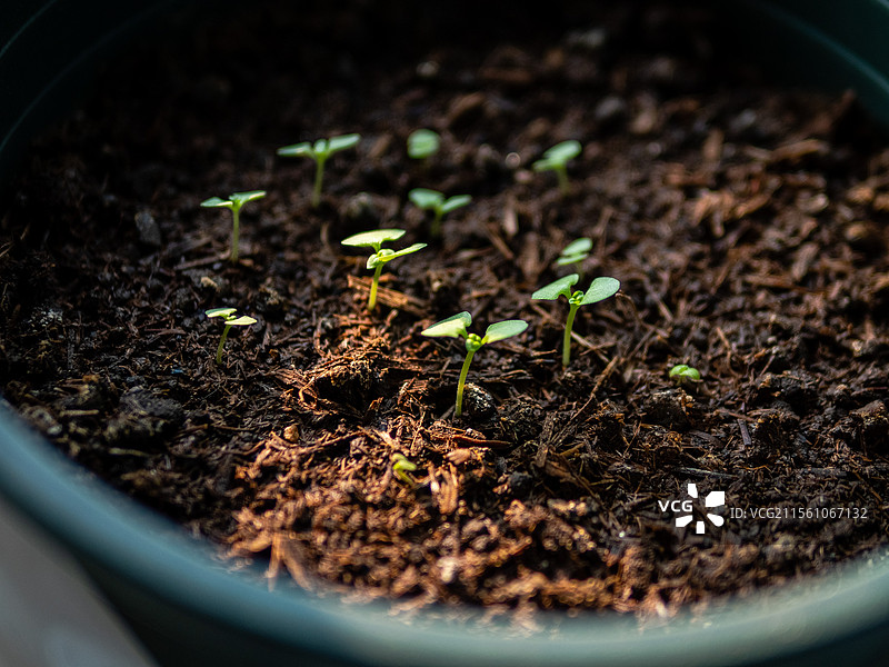 初生的罗勒幼苗和初晨的太阳光线一样娇嫩。图片素材
