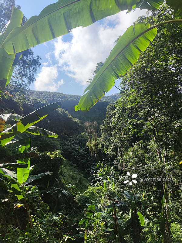 西双版纳热带雨林图片素材
