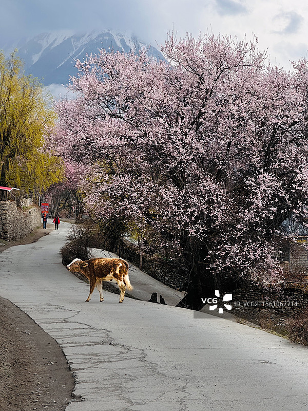 桃花盛开的季节（摄于波密）图片素材