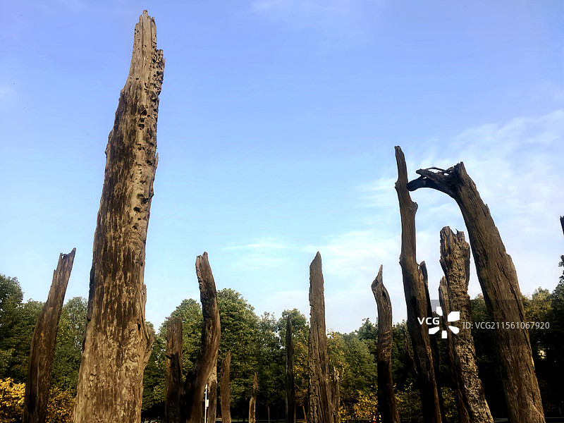 金沙遗址博物馆乌木林图片素材