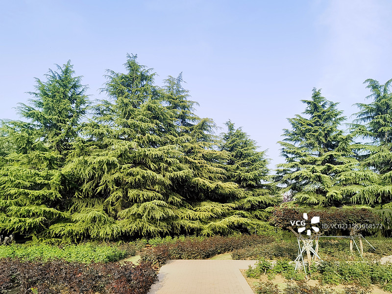 春天、春季、春色、公园、踏青、初春、早春、回暖、生机、清新图片素材