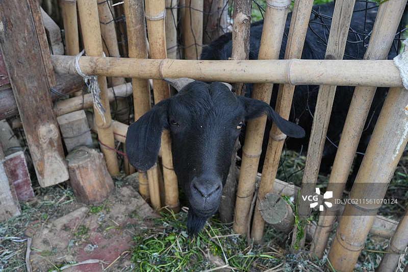 圈养中的黑山羊图片素材