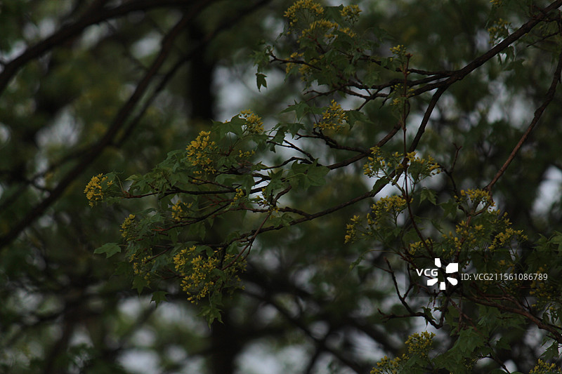 春天五角枫的花图片素材