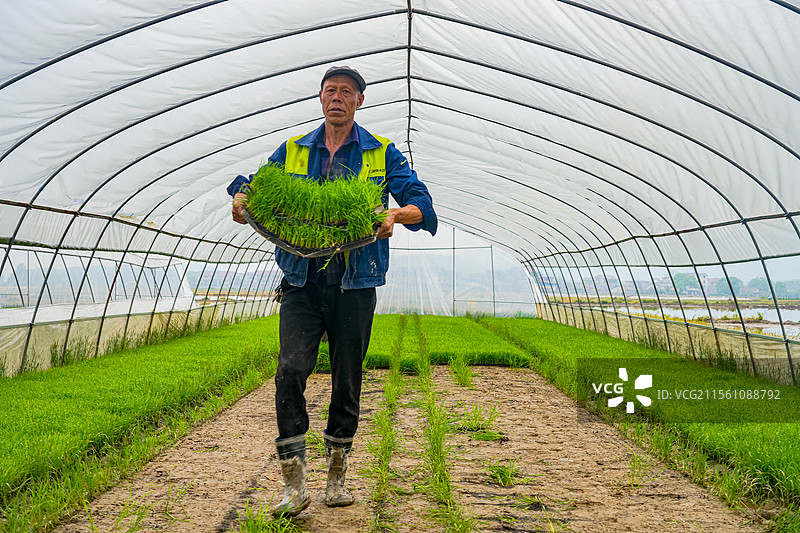 江西峡江：农耕好时节 民兵抛秧忙图片素材