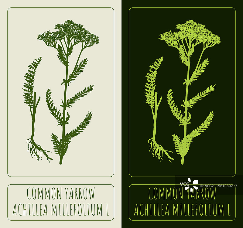 手绘的普通蓍草插图图片素材