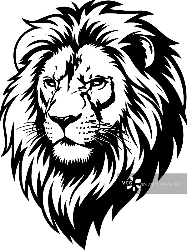 狮子凶猛目光的设计图片素材