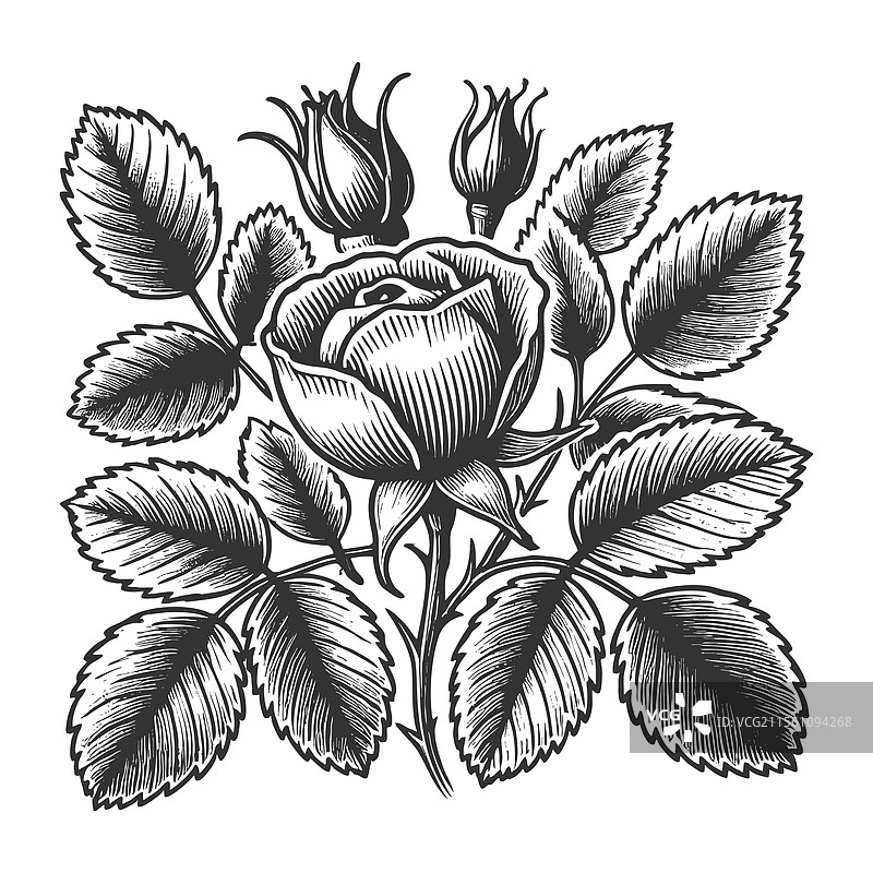 玫瑰果雕刻素描图片素材