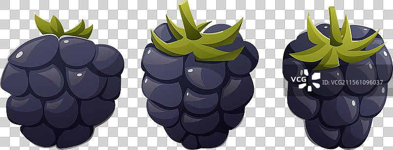 一组孤立的成熟黑莓图片素材