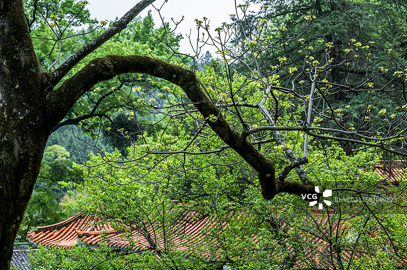 江西大余梅关古道绿树掩映下的云封禅寺金黄色屋顶图片素材