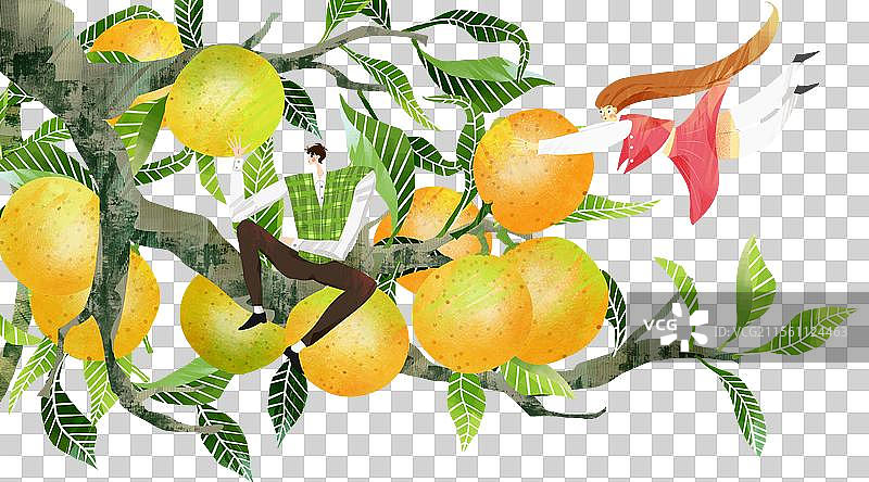 采摘橙子插画元素图片素材