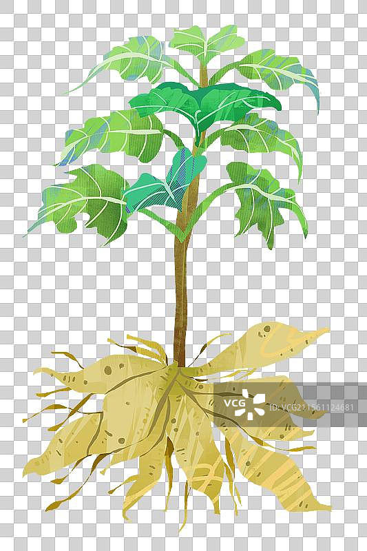 雪莲果插画元素图片素材