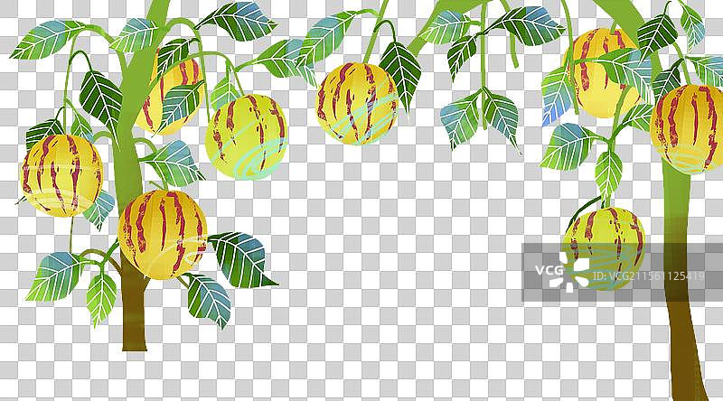 采摘人参果插画元素图片素材