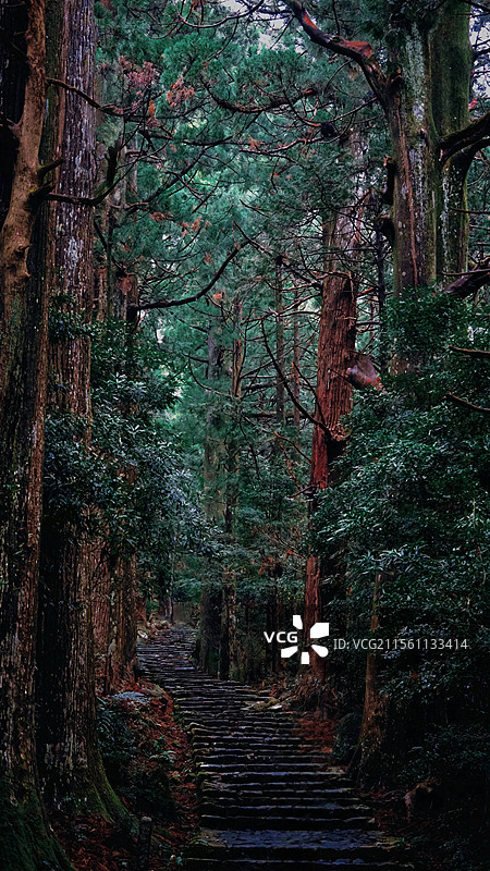 熊野古道原始森林图片素材