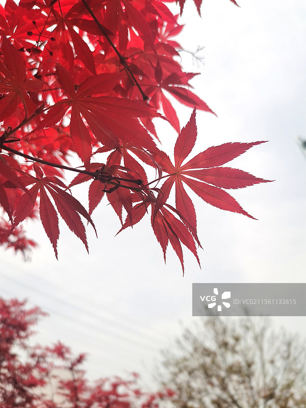 红枫背景图图片素材