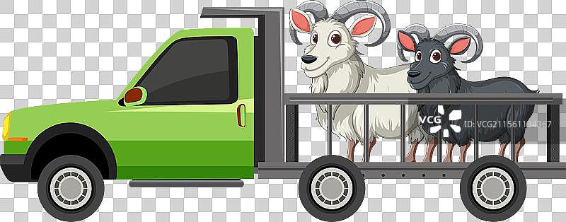 两只公羊在一辆卡车上，阳光明媚。图片素材