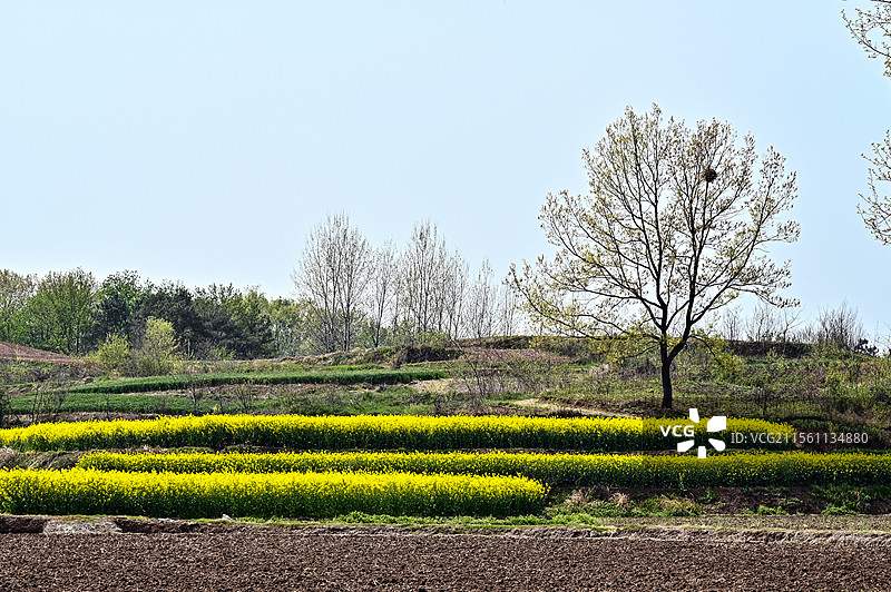 春天乡村田园油菜花开满山间图片素材