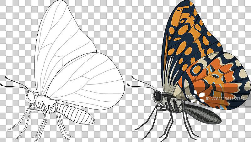 一只黑白色的蝴蝶变成彩色图片素材