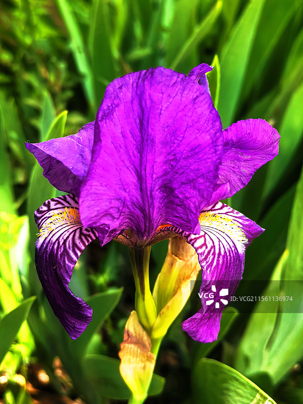 姹紫嫣红图片素材