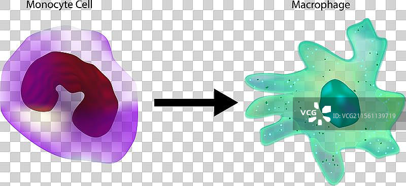 单核细胞转化为巨噬细胞的循环单核细胞图片素材