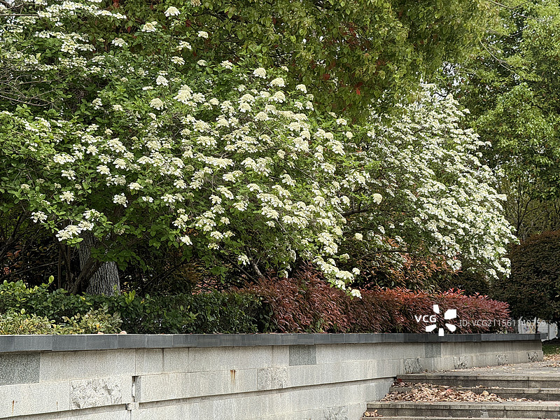 上海中医药大学校园一景--鸡蛋花丛图片素材