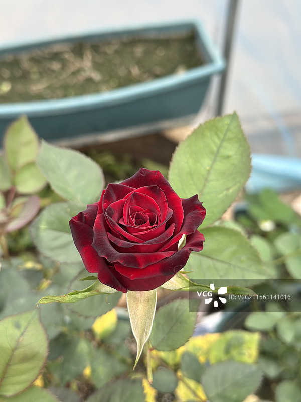 黑巴克月季图片素材