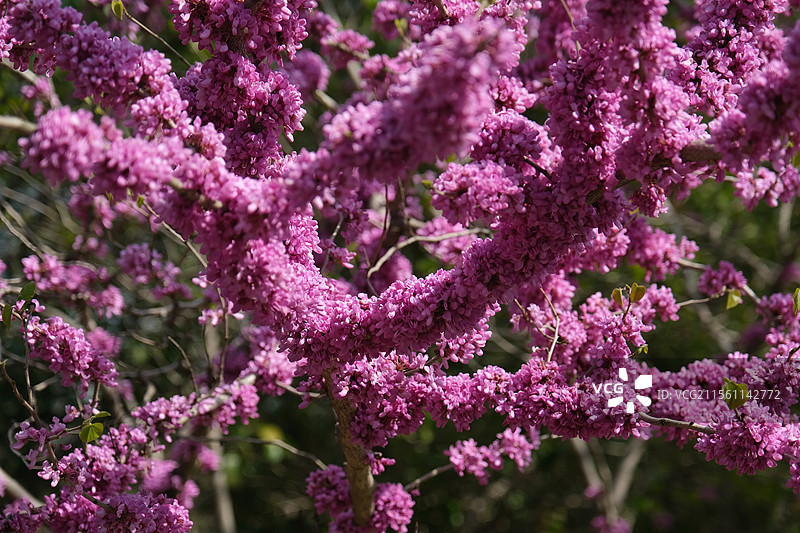 紫荆花图片素材