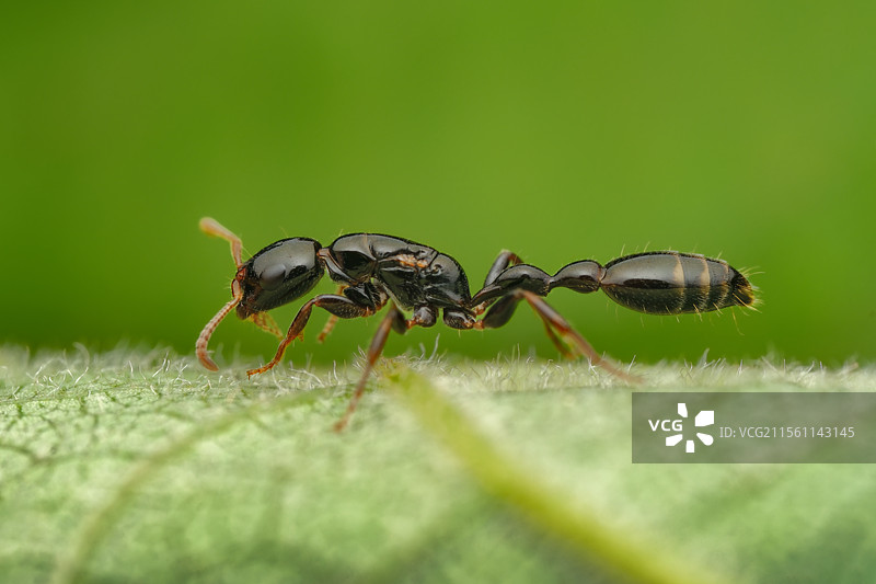 伪切叶蚁（蚁后）图片素材