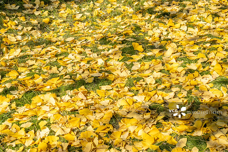 草地上落满金黄色的银杏叶图片素材