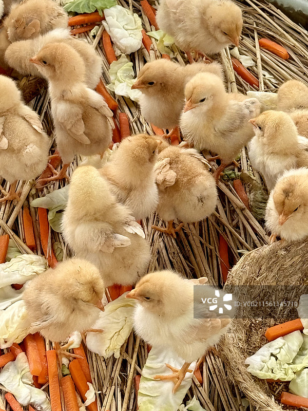 一窝小鸡图片素材