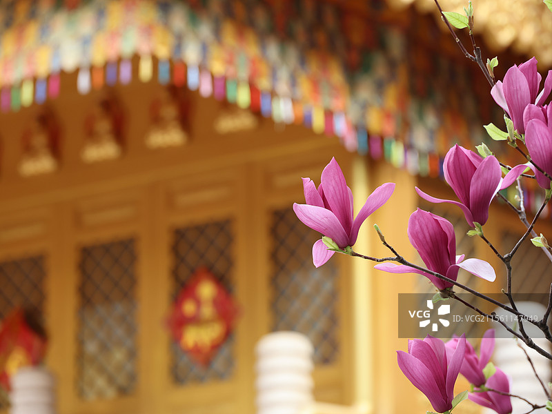 春日八大处公园-灵光寺玉兰图片素材