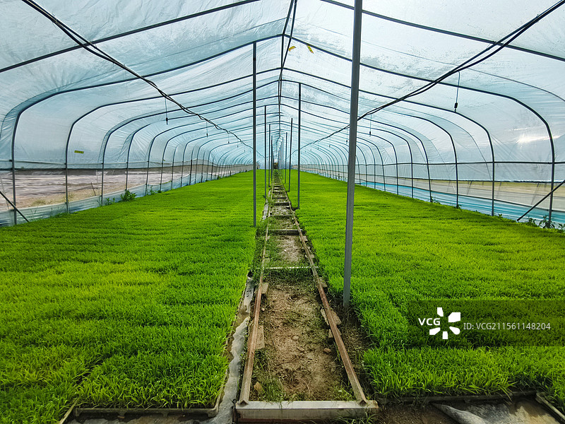 早春育秧——翠绿的水稻秧苗图片素材