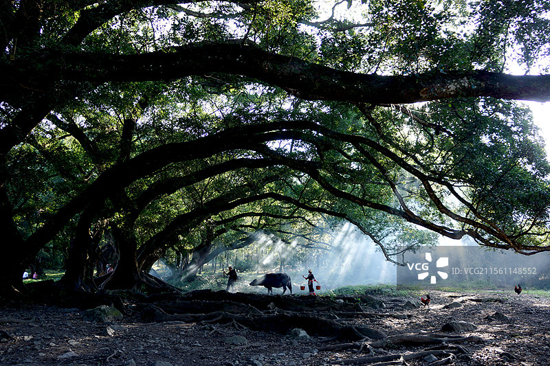 古木晨曲图片素材