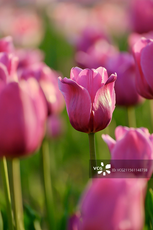 假如郁金香也有证件照图片素材