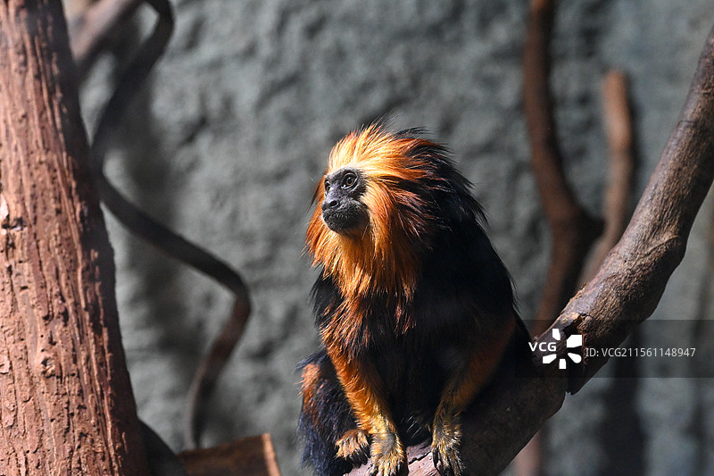 南京红山森林动物园金头狮面狨图片素材