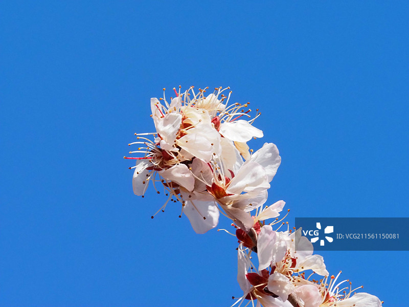 蓝天下山杏花的低角度景色图片素材