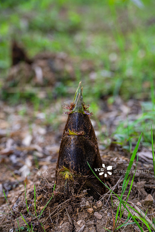 春笋图片素材