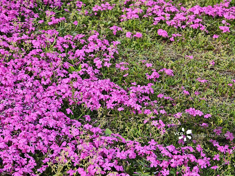 春天上海世博文化公园 丛生福禄考花海图片素材