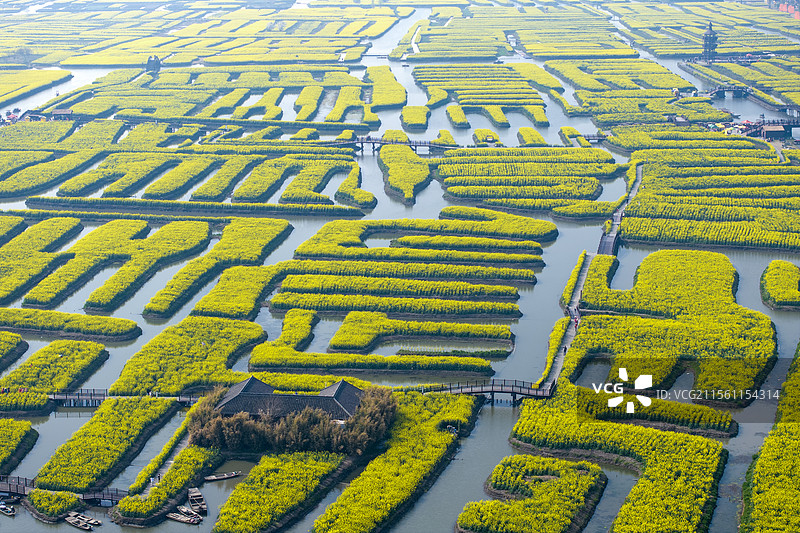江苏泰州兴化千亩垛田油菜花图片素材