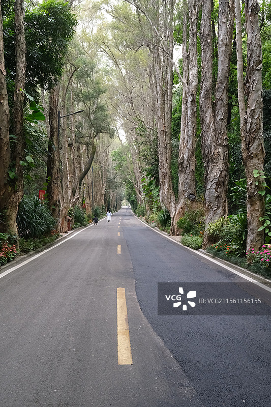 福州国家森林公园入园林荫大道图片素材