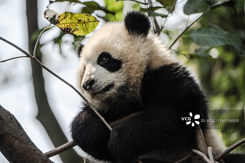 大熊猫娃哈哈图片素材